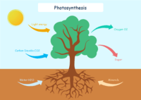 photosynthesis - Class 12 - Quizizz