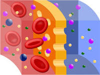 osmosis and tonicity - Grade 12 - Quizizz