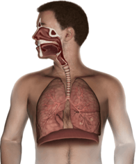 os sistemas circulatório e respiratório Flashcards - Questionário