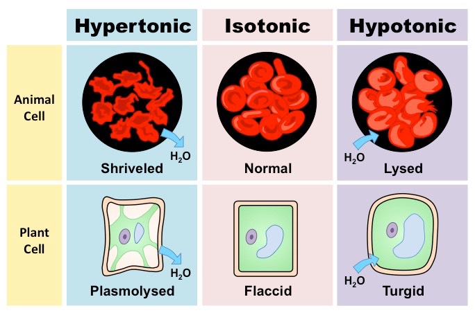 Osmosis | Biology - Quizizz