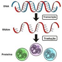 síntese de rna e proteína - Série 11 - Questionário