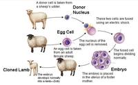 biotechnology - Year 9 - Quizizz