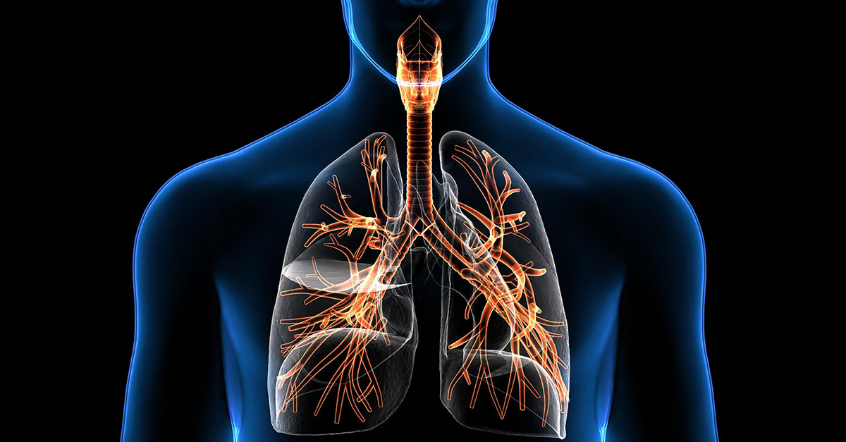 os sistemas circulatório e respiratório - Série 10 - Questionário