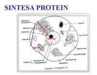 sintesis RNA dan protein - Kelas 3 - Kuis