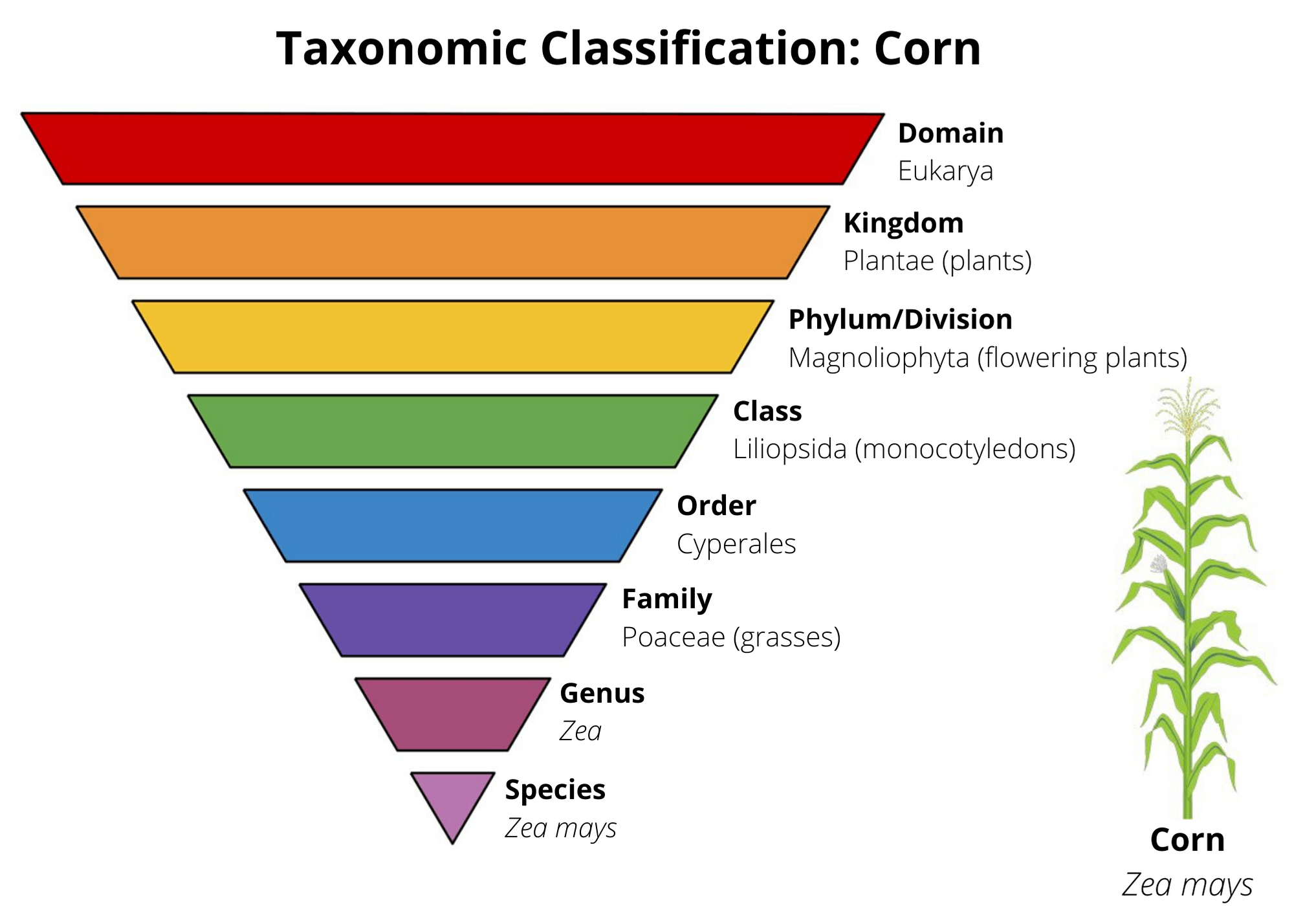 classification-of-living-things-biology-quizizz