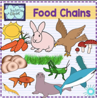 food chain - Year 3 - Quizizz