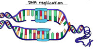 genetic mutation - Grade 10 - Quizizz