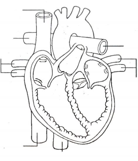 mammalian heart anatomy worksheet internal