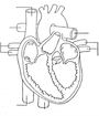 Heart Anatomy