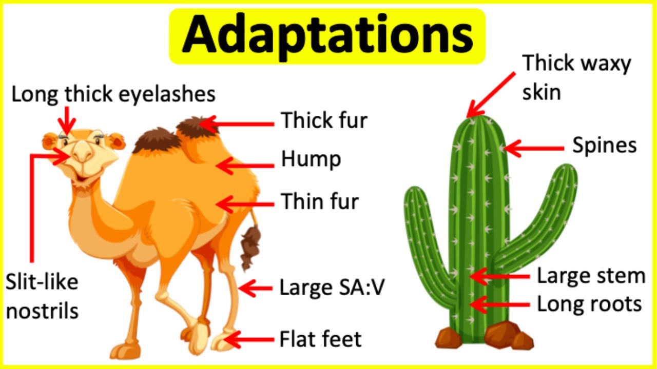 animal adaptations - Class 9 - Quizizz