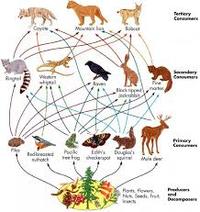 food chain - Year 10 - Quizizz