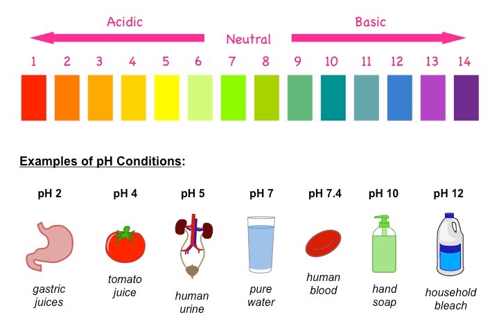 pH, ACIDS AND BASES