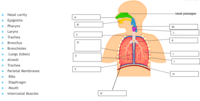 the reproductive system - Year 8 - Quizizz