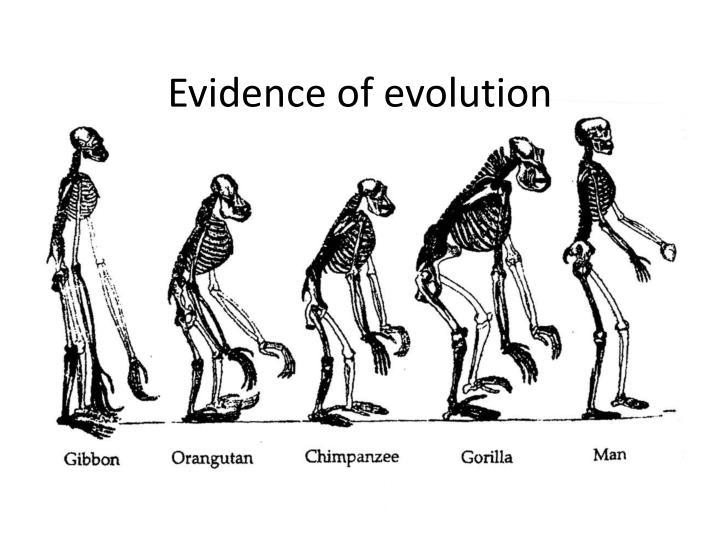 evidence-of-evolution-review-biology-quizizz