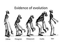 evolution and the tree of life - Grade 9 - Quizizz