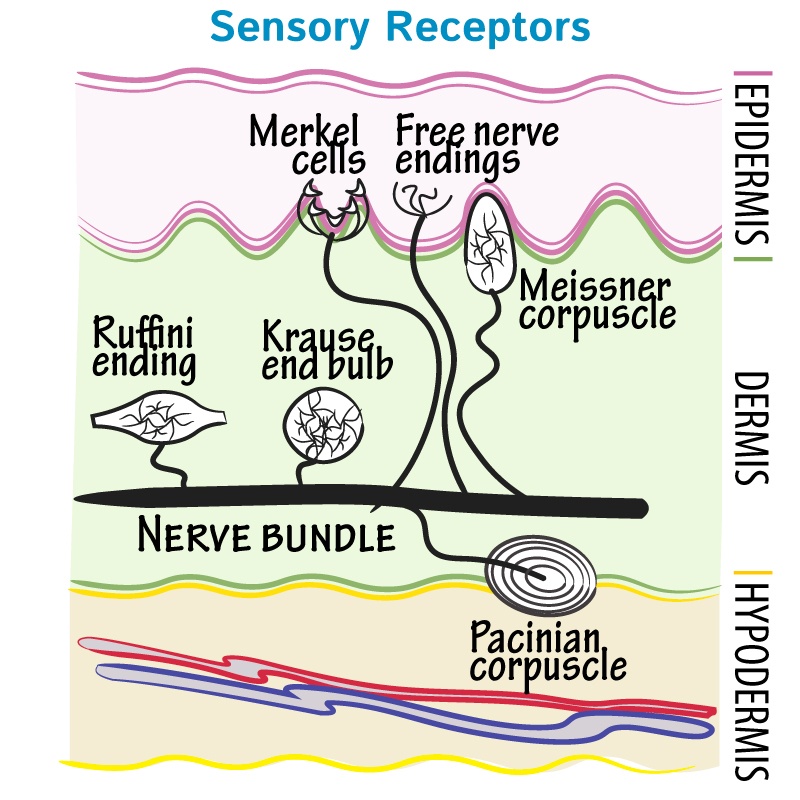 Sensory Words - Class 9 - Quizizz