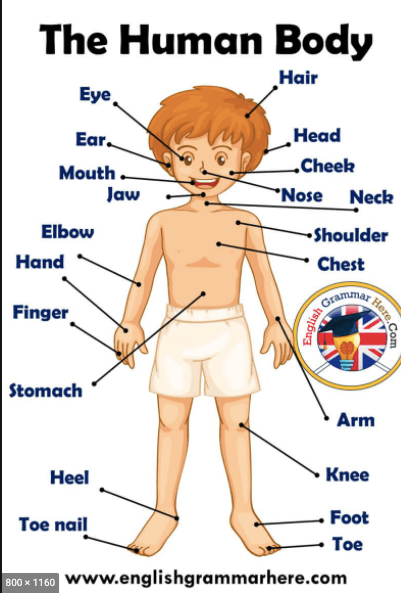 kids-vocabulary-parts-of-the-body-parts-of-the-body-in-english