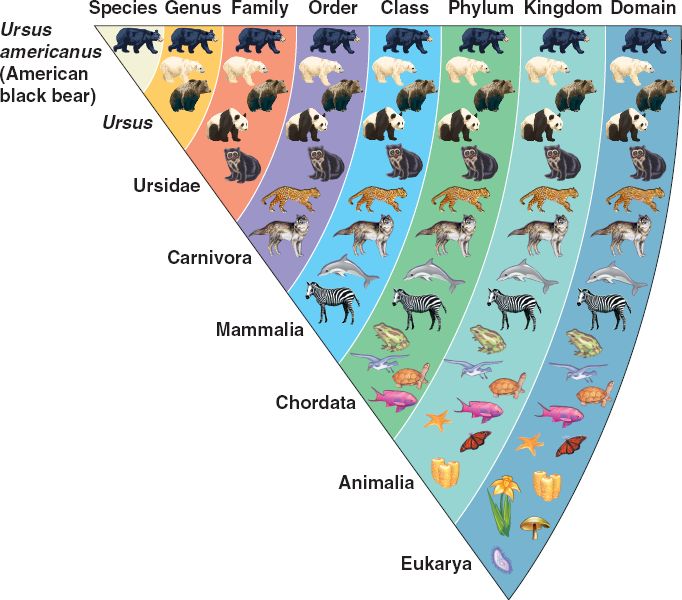 classification-taxonomy-review-biology-quizizz