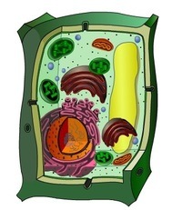 diagrama de célula vegetal - Série 10 - Questionário