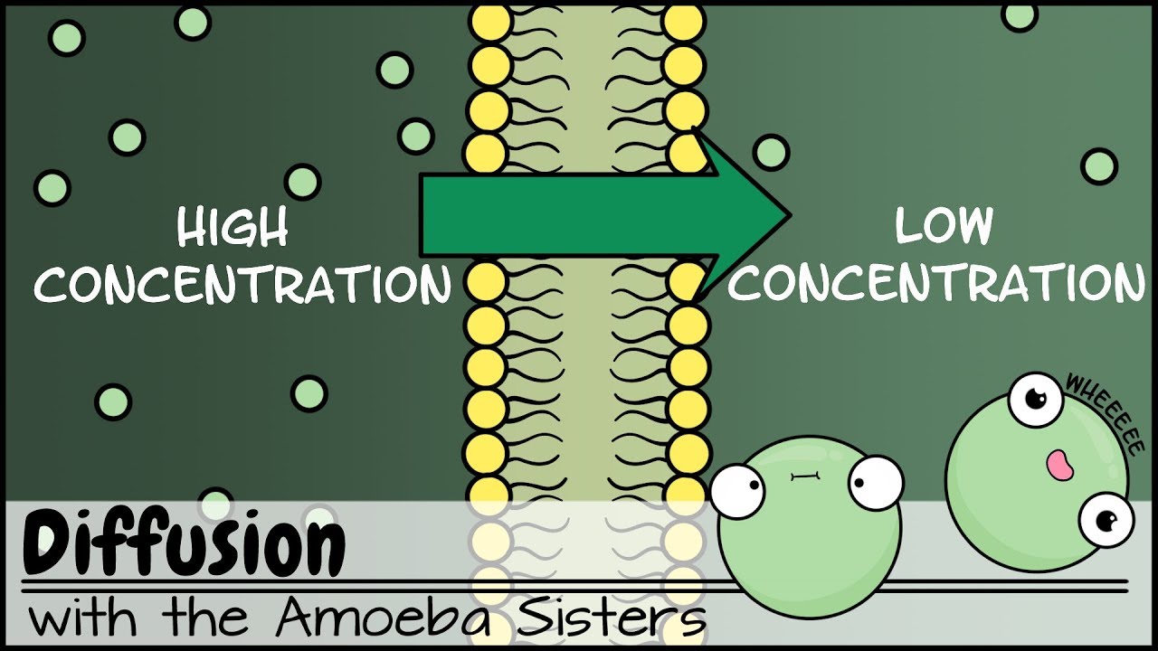 osmosis and tonicity - Year 9 - Quizizz