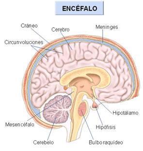 EJERCICIO DEL SISTEMA NERVIOSO | Quizizz