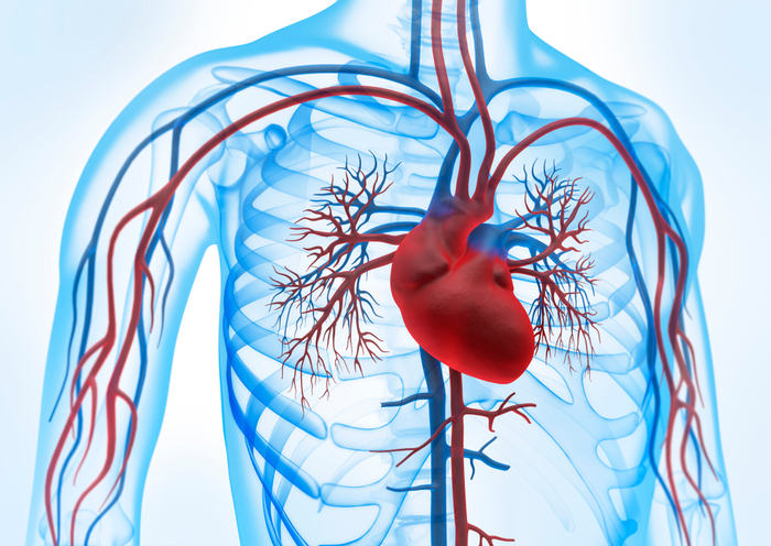 Il Sistema Cardiocircolatorio Anatomia E Fisiologia P 4908