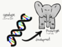 Genotype & Phenotype