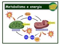 metabolismo - Série 6 - Questionário