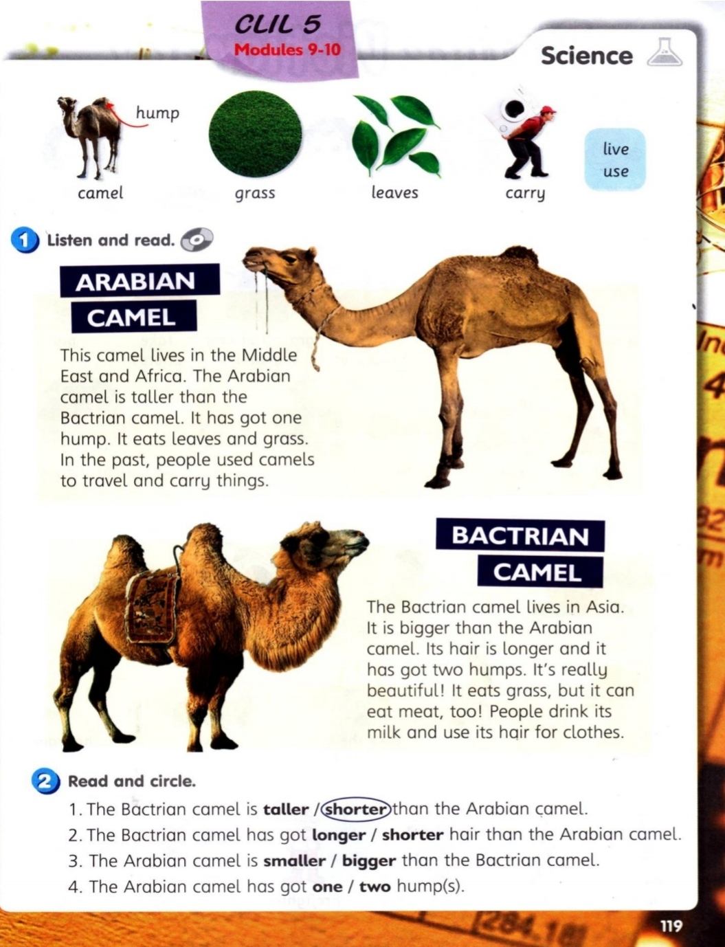 Year 3 - Arabian & Bactrian Camel | English - Quizizz