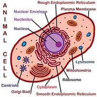 structure of a cell - Year 12 - Quizizz