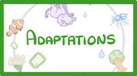 adaptaciones animales - Grado 7 - Quizizz