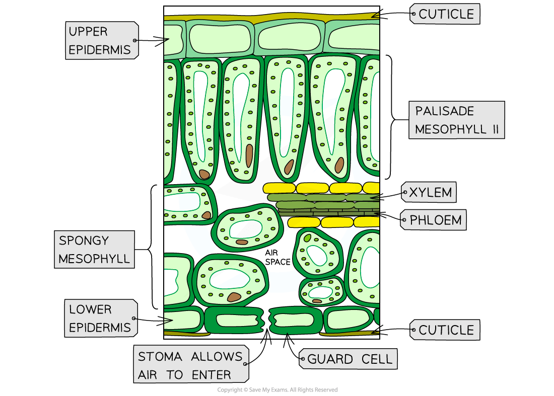 Transport systems in plants n5 questions & answers for quizzes and ...