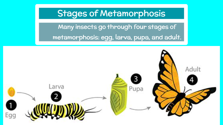 Metamorphosis | Science - Quizizz