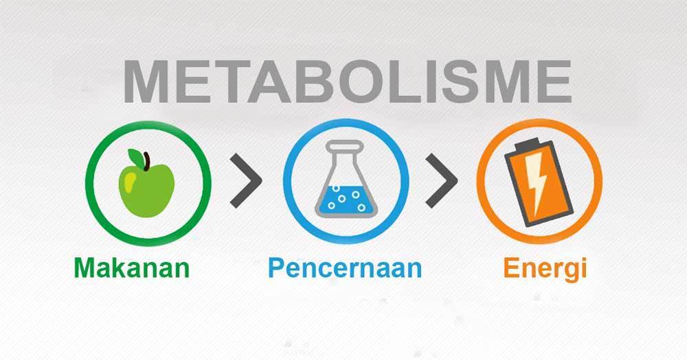 metabolism - Class 3 - Quizizz