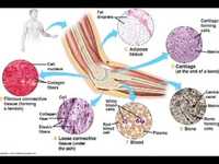 tissues - Year 12 - Quizizz