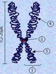 Genotipe yang tersusun dari sifat dominan saja aa atau resesif saja aa disebut