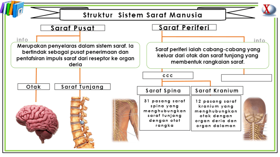 Sistem Saraf Periferi