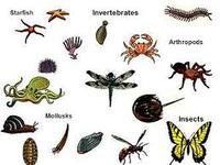 vertebrates and invertebrates - Year 9 - Quizizz