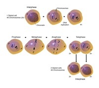 Mitosis and the Cell Cycle