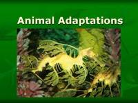 animal adaptations - Year 4 - Quizizz