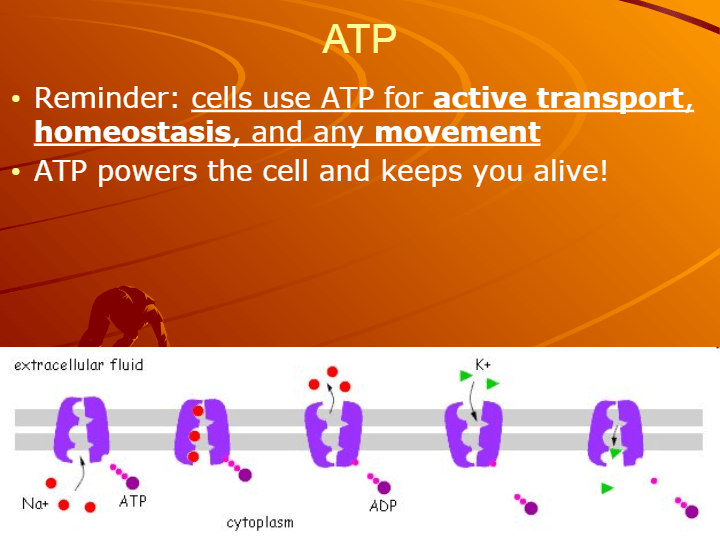 Cellular Respiration | Science - Quizizz