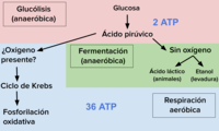 respiración celular - Grado 12 - Quizizz