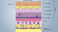 prokaryotes and eukaryotes Flashcards - Quizizz