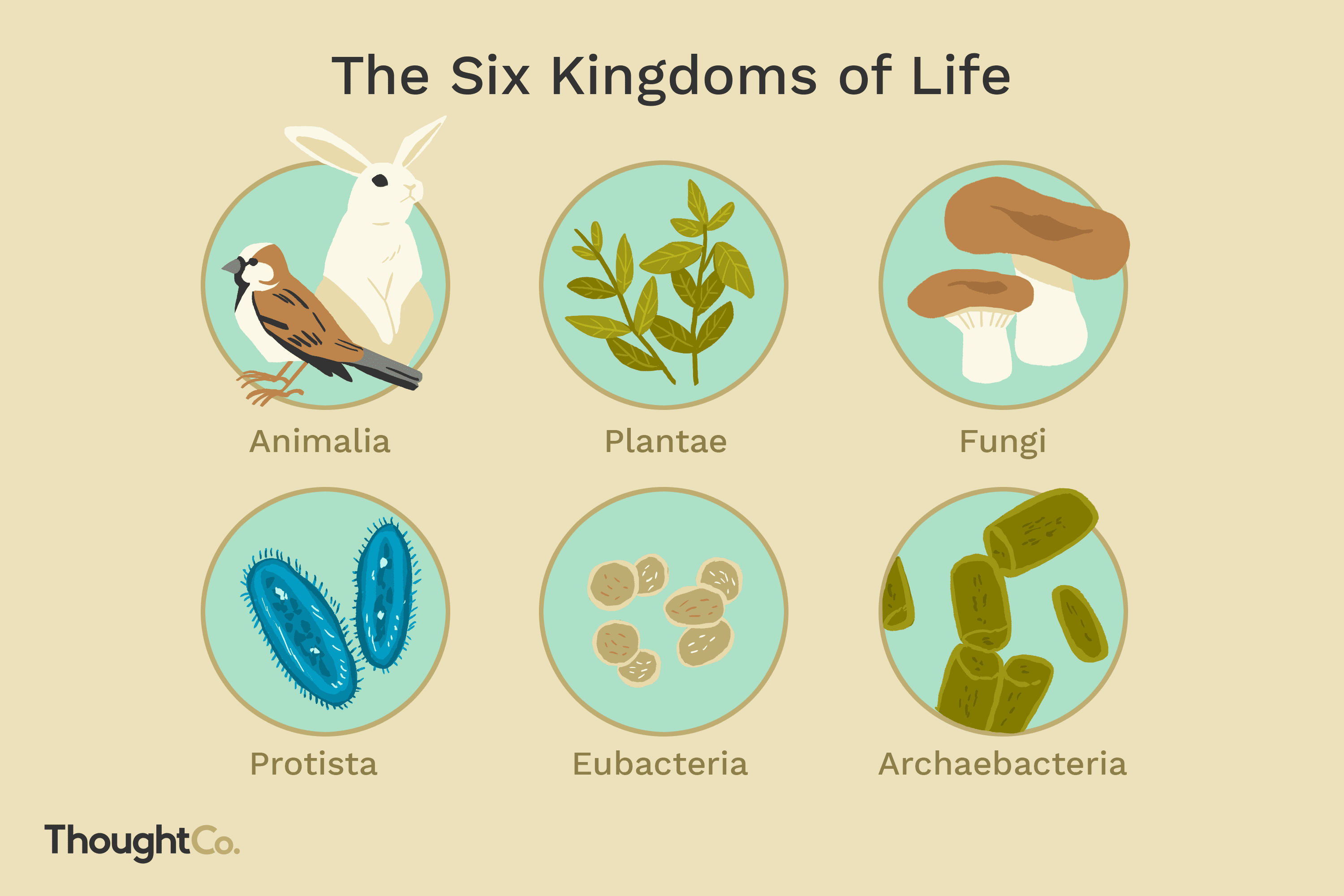 Domains and Kingdoms